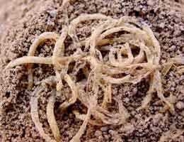 Gli spaghetti cinesi di 4000 anni fa