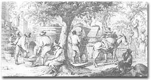 La vendemmia, acquaforte di A.J. STRUTT (XIX secolo)