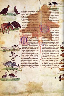 De arte venandi cum avibus, fol. 11v